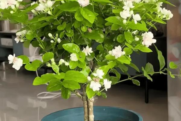 茉莉花如何养殖，夏季一天浇水两次