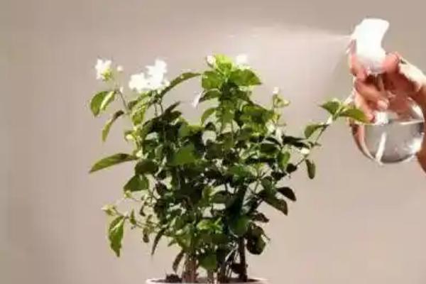 茉莉花如何养殖，夏季一天浇水两次