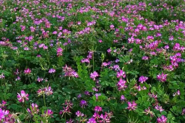 紫云英怎么养殖，每隔3-4天浇一次水