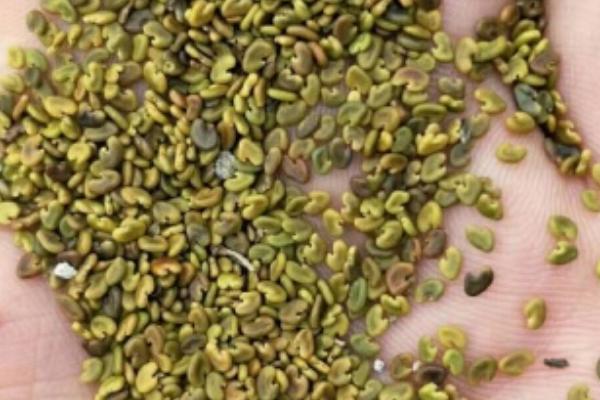 紫云英怎么养殖，每隔3-4天浇一次水