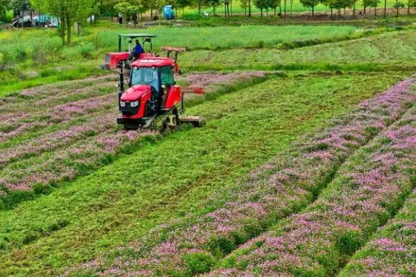 紫云英怎么养殖，每隔3-4天浇一次水