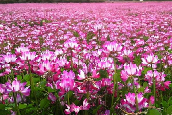 紫云英怎么养殖，每隔3-4天浇一次水