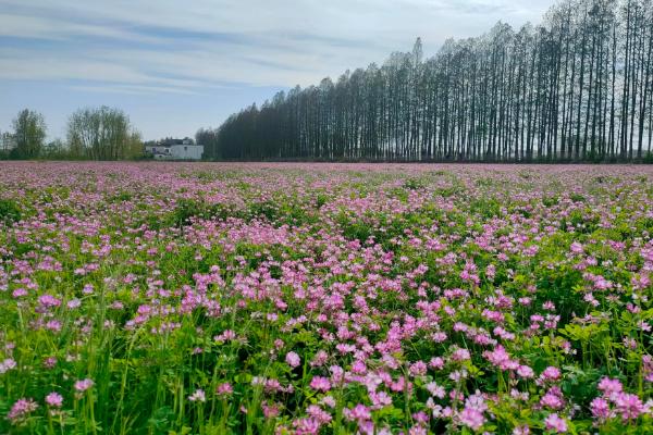 紫云英怎么养殖，每隔3-4天浇一次水