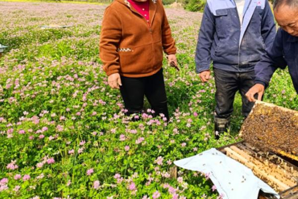 紫云英怎么养殖，每隔3-4天浇一次水