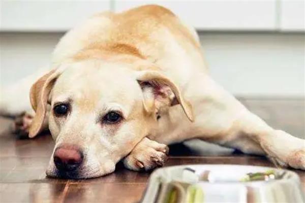 狗狗糖尿病有什么表现，具有多饮多尿、身体消瘦等症状