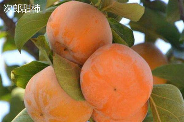 甜柿常见的品种，有富有甜柿、次郎甜柿等