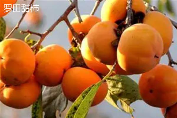 甜柿常见的品种，有富有甜柿、次郎甜柿等