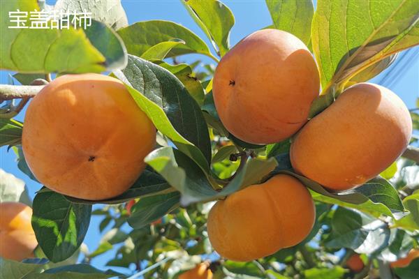 甜柿常见的品种，有富有甜柿、次郎甜柿等