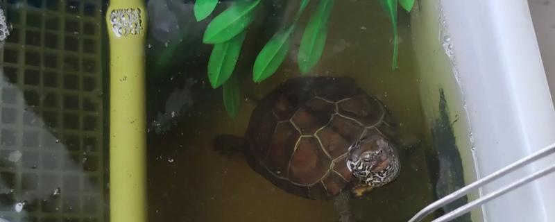 乌龟怎么喂养，要遵循以下四个原则