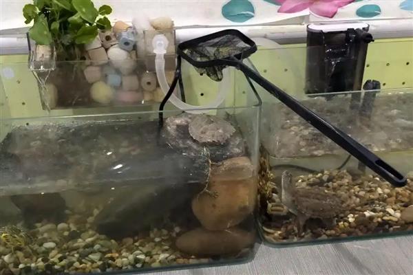 乌龟怎么喂养，要遵循以下四个原则