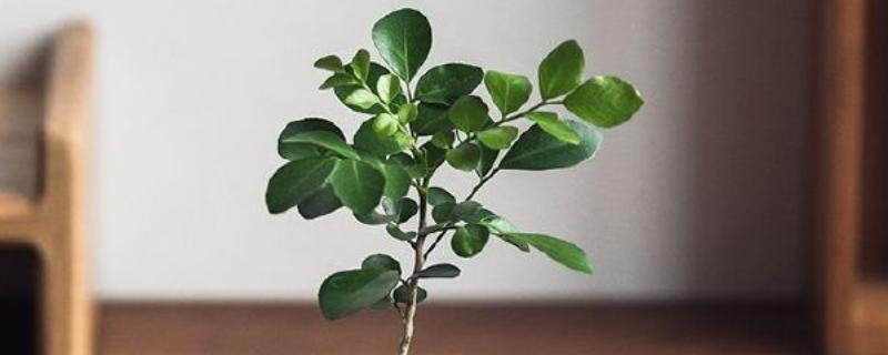 如何给九里香从小造型，可在植株上套一个环