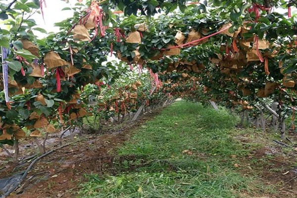 农村创业有哪些种养项目，推荐羊肚菌种植、早酥红梨种植等