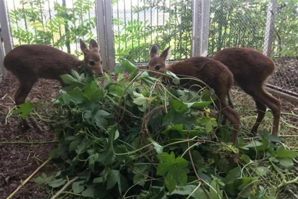 农村创业有哪些种养项目，推荐羊肚菌种植、早酥红梨种植等