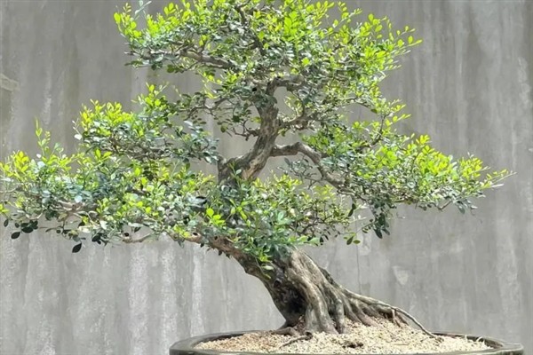 如何给九里香从小造型，可在植株上套一个环