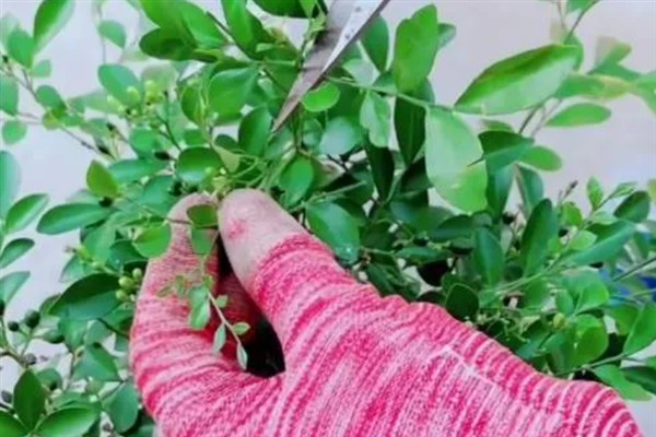 如何给九里香从小造型，可在植株上套一个环