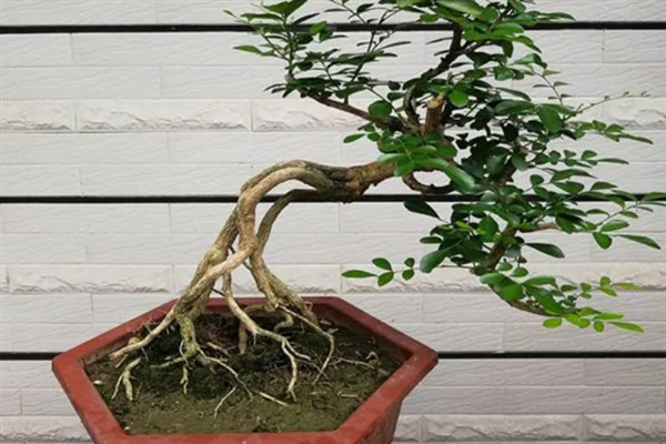 如何给九里香从小造型，可在植株上套一个环