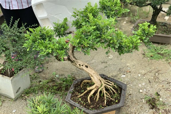 如何给九里香从小造型，可在植株上套一个环