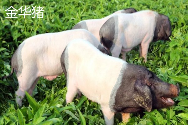 中国有哪些知名的猪，金华猪、宁乡猪、太湖黑猪等品种有很高的知名度