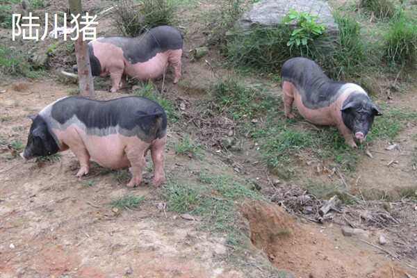 中国有哪些知名的猪，金华猪、宁乡猪、太湖黑猪等品种有很高的知名度