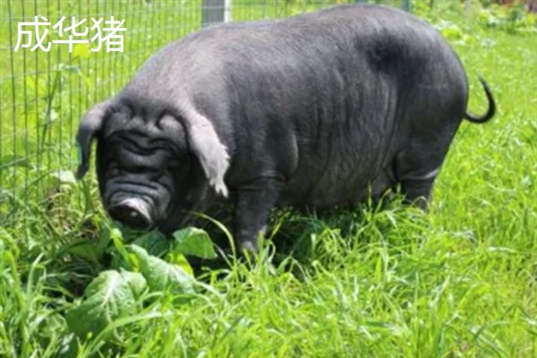 中国有哪些知名的猪，金华猪、宁乡猪、太湖黑猪等品种有很高的知名度