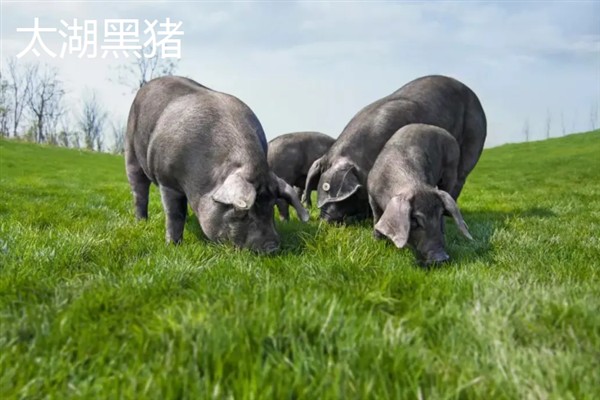 中国有哪些知名的猪，金华猪、宁乡猪、太湖黑猪等品种有很高的知名度