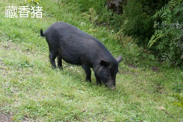 中国有哪些知名的猪，金华猪、宁乡猪、太湖黑猪等品种有很高的知名度
