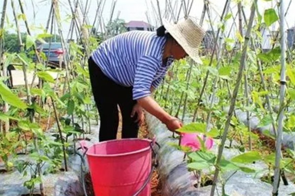 豆角发白不变绿的原因，可能是浇水不足或施肥单一所致
