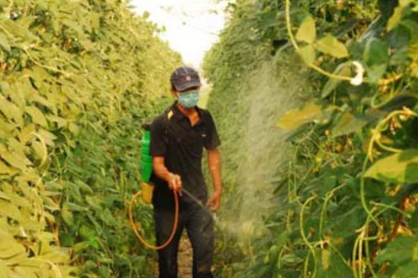 豆角发白不变绿的原因，可能是浇水不足或施肥单一所致