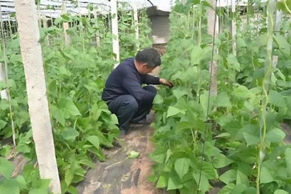 豆角发白不变绿的原因，可能是浇水不足或施肥单一所致