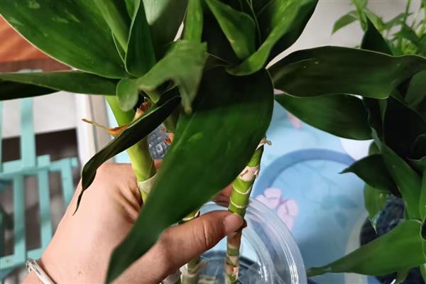 水培观音竹要添加什么，阿司匹林、生锈铁钉等物质均可选择