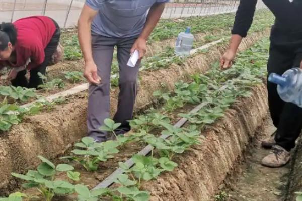 草莓的施肥方式，开花前主施磷钾肥