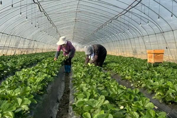 草莓的施肥方式，开花前主施磷钾肥