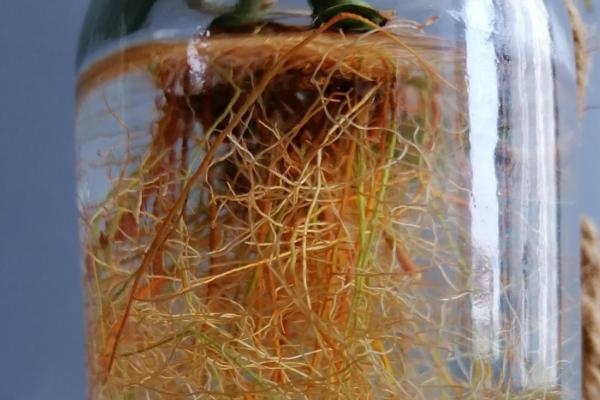 生根粉怎么拌土使用，稀释成浆糊状再倒入土壤拌匀
