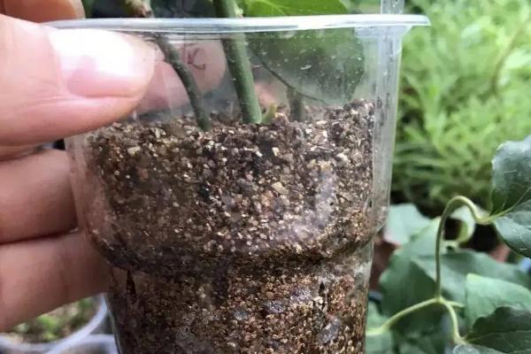 生根粉怎么拌土使用，稀释成浆糊状再倒入土壤拌匀