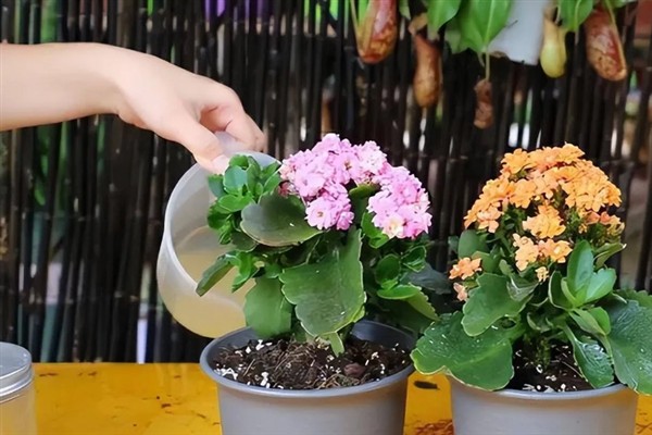 长寿花的叶片太密要不要摘除，叶片过于密集会消耗大量的养分