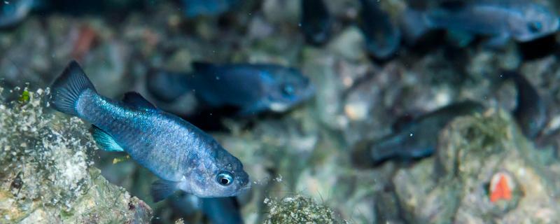 蓝珍珠鳉鱼好不好养，新手也能做到游刃有余