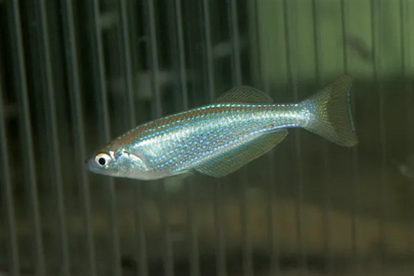 蓝珍珠鳉鱼好不好养，新手也能做到游刃有余