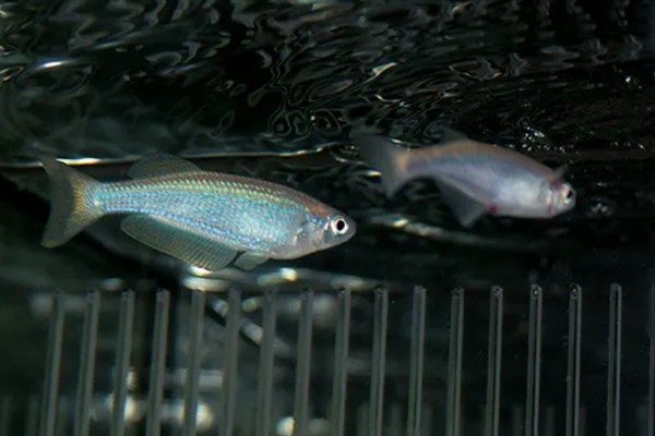 蓝珍珠鳉鱼好不好养，新手也能做到游刃有余