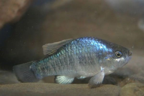 蓝珍珠鳉鱼好不好养，新手也能做到游刃有余