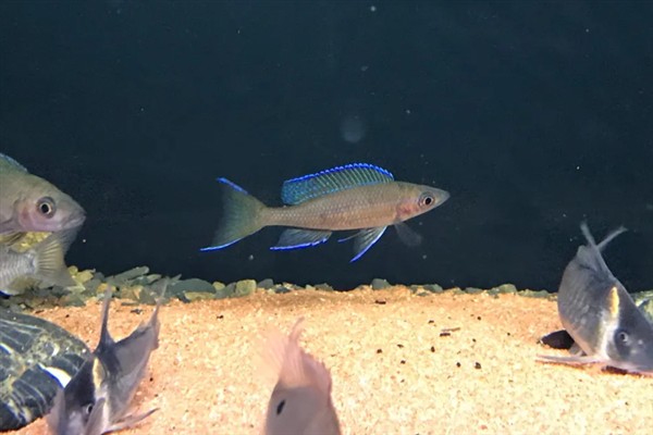 蓝珍珠鳉鱼好不好养，新手也能做到游刃有余
