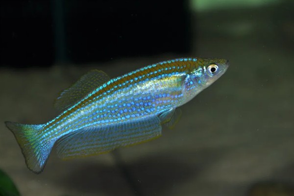 蓝珍珠鳉鱼好不好养，新手也能做到游刃有余
