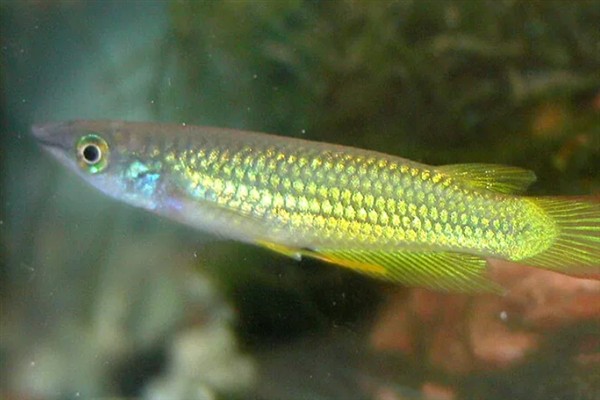 蓝珍珠鳉鱼好不好养，新手也能做到游刃有余