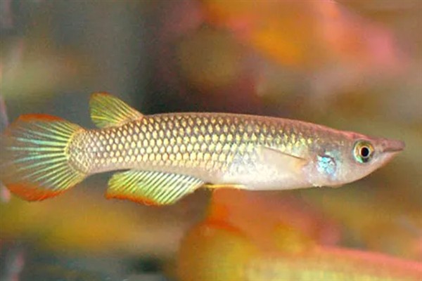 蓝珍珠鳉鱼好不好养，新手也能做到游刃有余