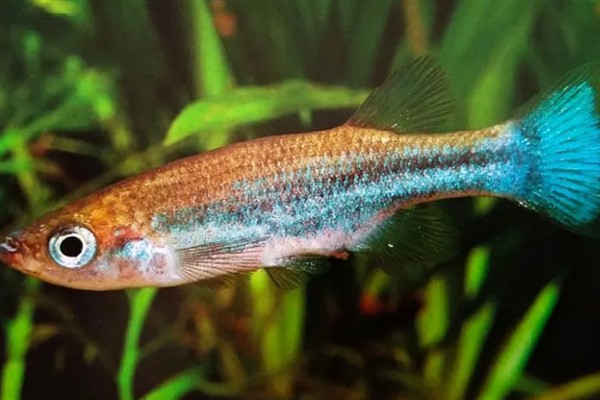 蓝珍珠鳉鱼好不好养，新手也能做到游刃有余