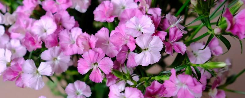 相思梅与石竹梅的区别，叶片和花枝均不同