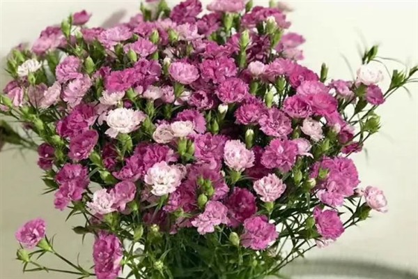 相思梅与石竹梅的区别,叶片和花枝均不同