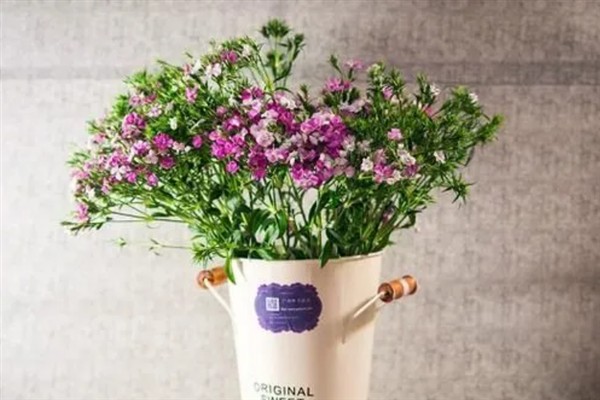 相思梅与石竹梅的区别,叶片和花枝均不同