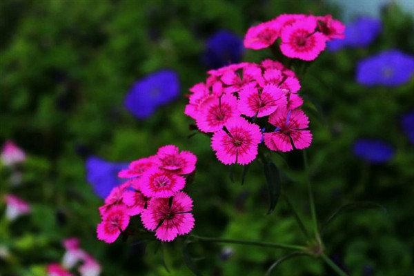 相思梅与石竹梅的区别,叶片和花枝均不同