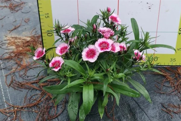 相思梅与石竹梅的区别,叶片和花枝均不同