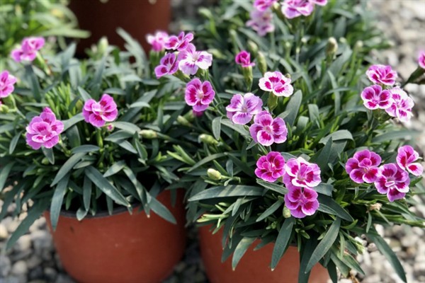 相思梅与石竹梅的区别,叶片和花枝均不同